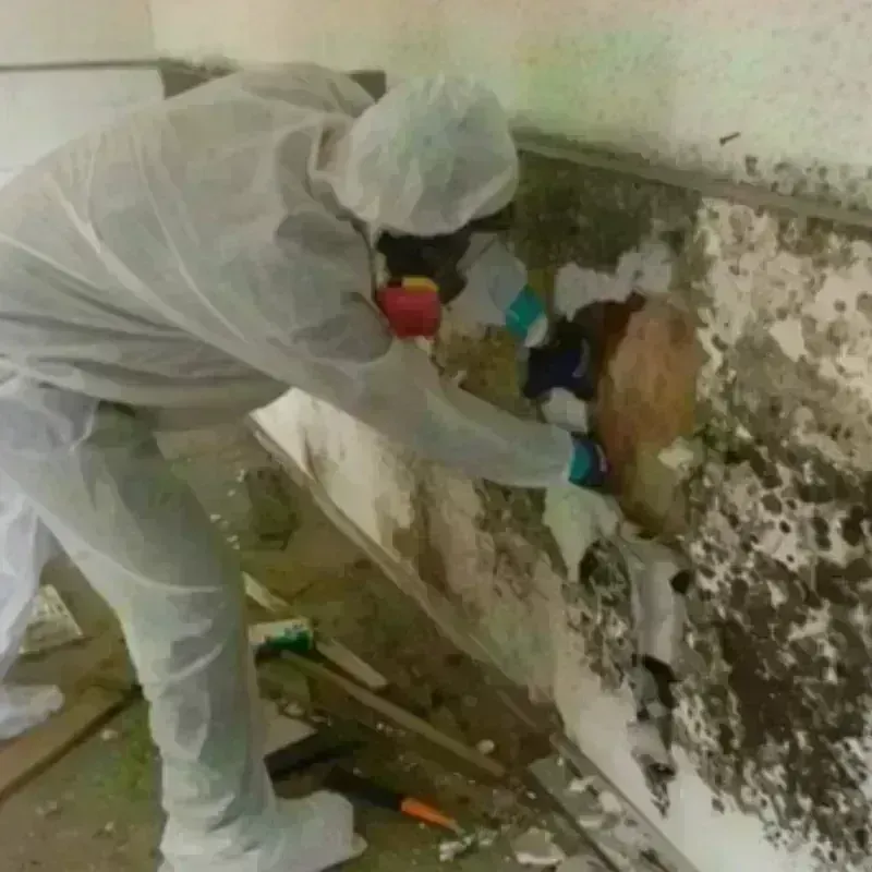 Mold Remediation and Removal in Windsor, VA